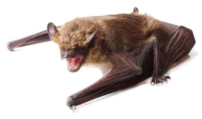 animal-chauve-souris