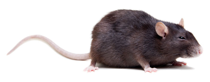 animal-rat