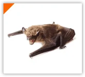 chauve-souris intervention