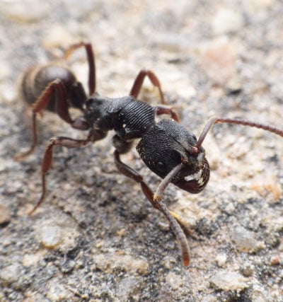 services d'extermination fourmis charpentière