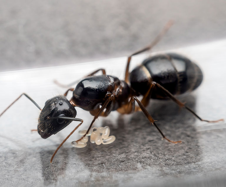 zoom-fourmis-charpentiere-reine-oeuf