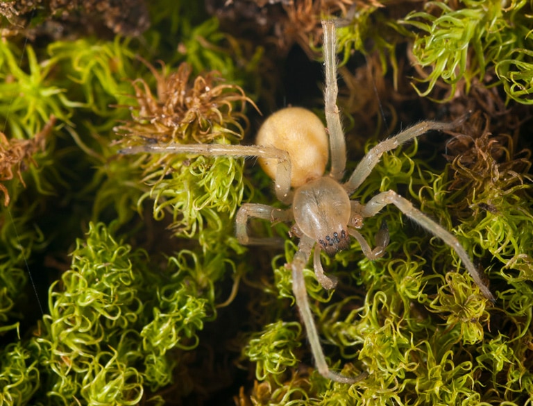 Araignées jaune d'intérieur de maison