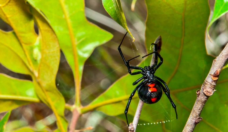 Araignée veuve noire sur une feuille