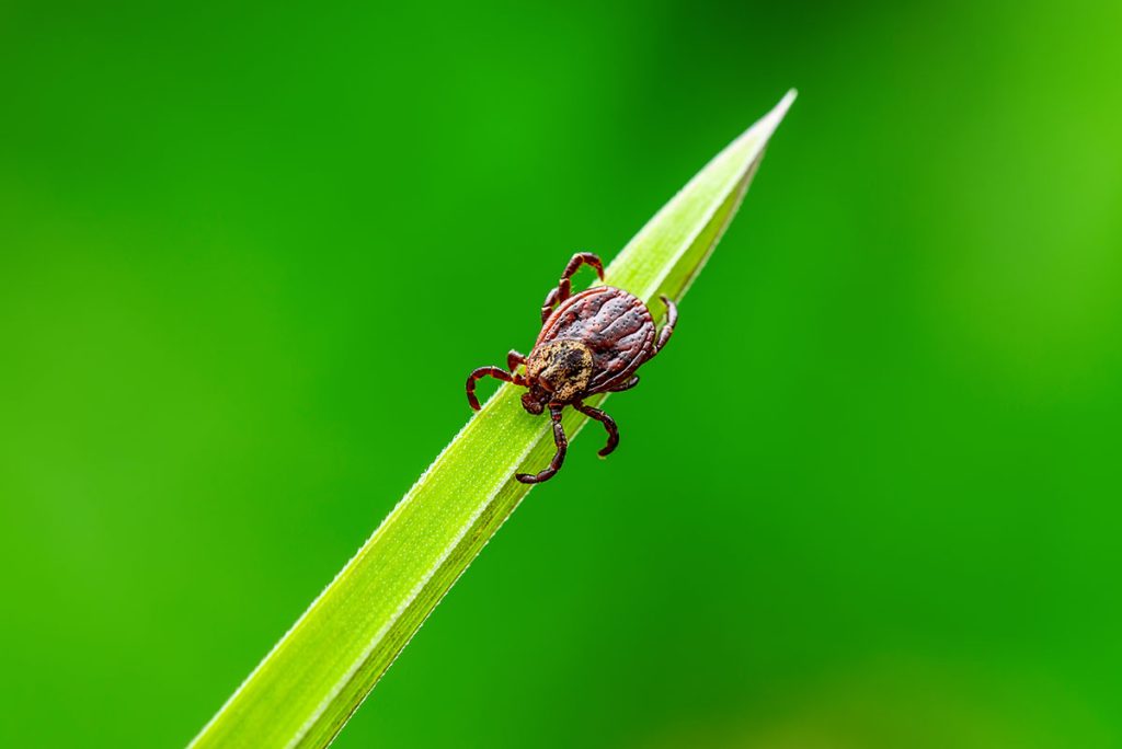 Une tique sur un brin d'herbe.