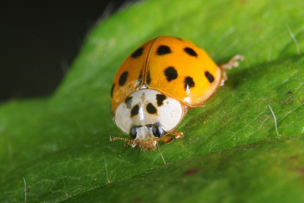 Coccinnelle asiatique sur une feuille d'arbre.