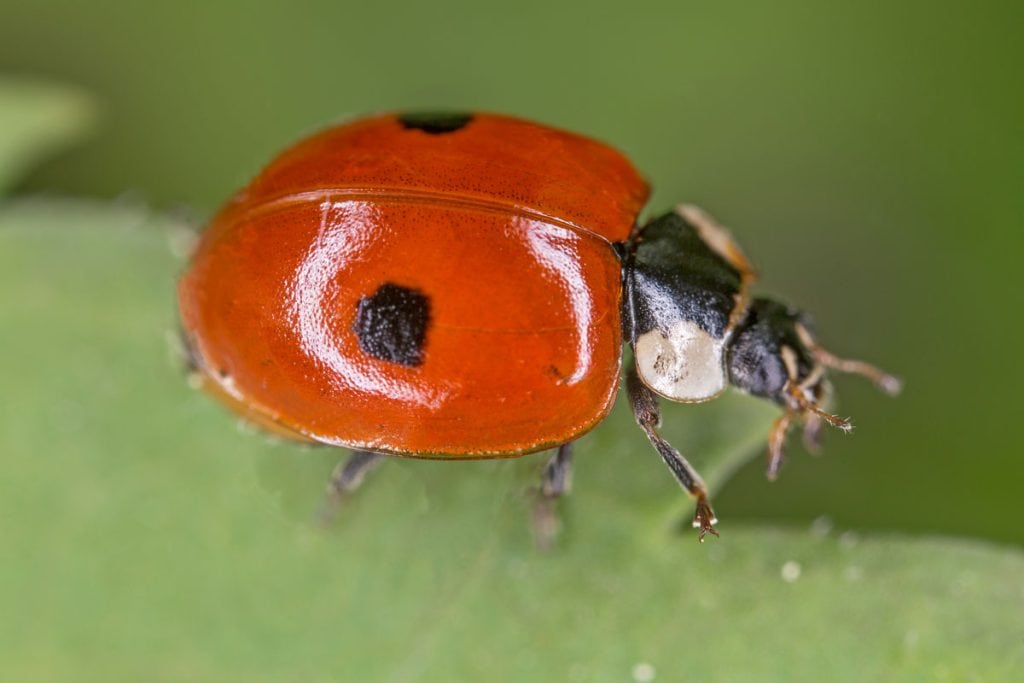 Coccinelle indigene du quebec sur une feuille d'arbre.