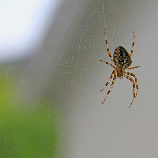 Toile d'araignée dans une fenetre de maison